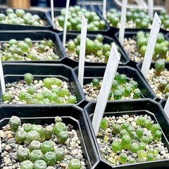 RARE SEEDS (10pk) L. “HOGG” x10 (Ten) Cactus US SELLER