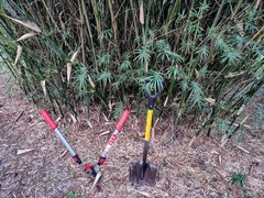 Bambusa multiplex – Green Hedge Clumping Bamboo – Start, One Rooted Cutting