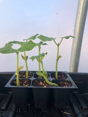 Bean Live Plant – Seedlings/Plugs and Plants – 3″- 12″ tall – 30-60+ days old