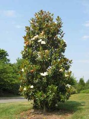 «‚Bracken’s Brown Beauty » Southern Magnolia Tree~ 20-28 inch tall~Well Rooted