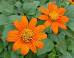 Mexican Sunflower Seeds, Orange, Tithonia, Attract Butterflies, Daisy-Like Bloom