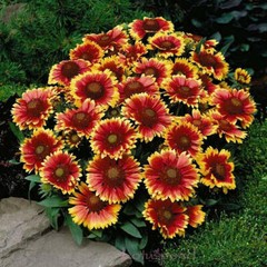 Blanket Flower DWARF GOBLIN Gaillardia Perennial Native Flower Non-GMO 25 Seeds