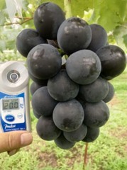 5pcs Japanese Fujiminori table grape cuttings 藤稔葡萄/乒乓球葡萄插条 US seller
