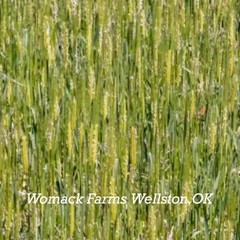 Einkorn Wheat Seeds 200+ seeds – Heirloom – Organic – Non Gmo~ Free Shipping.