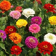 250+ ZINNIA CALIFORNIA GIANT SEEDS NON – GMO FRESH FOR YOUR FLOWER GARDENS