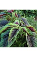 500PCS Red Green Amaranth Spinach Seeds Amaranthus Tricolor Asian Vegetable…
