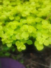 BUY 1 GET 2 FREE! SEDUM OGON VERY EASY & GREAT SPREADER FOR DRY PLACE OR POTS!