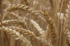 Soft White Wheat Seeds (300) / Organic / DELICIOUS / Easy To Grow