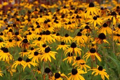2,500+ Black Eyed Susan (Rudbeckia Hirta) Flower Seeds Yellow FREE SHIPPING