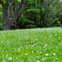White Dutch Clover Seeds – 50 Lbs.