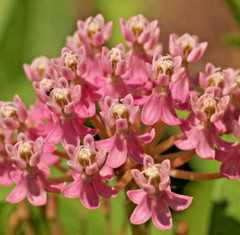 2,000 ASCLEPIAS INCARNATA Seeds (Swamp Milkweed) Perennial Garden Flower Seeds