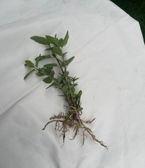 ‚Chocolate Mint‘ ( Mentha x piperita) / 6 Field Grown Rooted Peppermint Stems