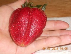 Strawberry «Gigantella Maxim» 100+ seeds for propagation