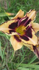 8 mixed Daylily – Lily- BARE ROOTED PLANTS. orange red yellow and bi color