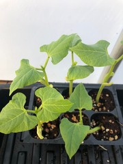 Bean Live Plant – Seedlings/Plugs and Plants – 3″- 12″ tall – 30-60+ days old