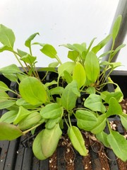 Sorrel Live Plant – Seedlings/Plugs and Plants – 3″- 12″ tall – 30-60+ days old