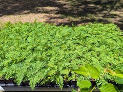 Blue Jacaranda Tree – Jacaranda mimosifolia – Live Plant in 3″ Pot 6 – 8″ Tall