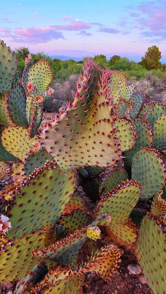2 Opuntia rufida Cactus: Blind Prickly Pear, Sunset Red-Brown Glochids 3-5″ pad