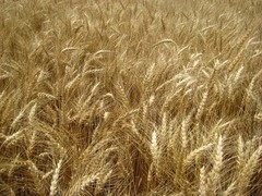Hard Red Winter Wheat Seeds NON-GMO for planting sprouting fodder storage 5 Lbs