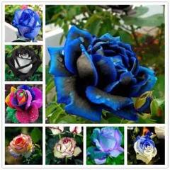 25pc ROSE SEEDS Garden Plant Flower Nursery rare exotic USA seller FREE shipping