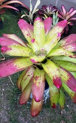 Neoregelia ‚Yellow Lines‘ @Bromelias del Este
