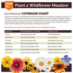 Clover STRAWBERRY Perennial Groundcover Pollinator Bees Love! Non-GMO 1000 SEEDS