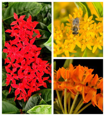 10 GAY BUTTERFLIES MILKWEED Red Yellow Orange Mix Asclepias Tuberosa Flower Seed