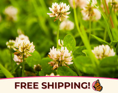 14100+ White Dutch Clover Seeds ‚New Zealand‘ | Wildflower Gardening Flower Seed