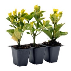 Golden Euonymus, Live Plants in 2.5″ Nursery Cubes, Japonica ‘Aureo-Marginatus’