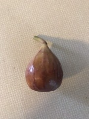 5 Fig Tree Cuttings For Propagation Brown Turkey Easy to Root 6-8 Inches