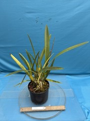 Encyclia alata Fragrant Brown Gold White Yellow Orchid Species 2 Spikes 6” Pot