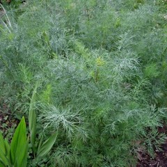 Dukat Dill Seeds | 500 Seeds | Heirloom – Non-GMO | Free Shipping | 1146