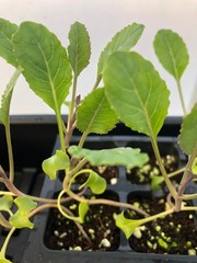 Cauliflower Live Plant – Seedlings/Plugs and Plants – 3″- 12″ tall – 30-60+ days