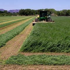 Alfalfa Cover Crop Seeds Coated – USA SELLER!
