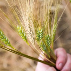 Organic Emmer Farro Seeds (200) / ANCIENT WHEAT / GRAIN / EXTREMELY RARE