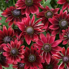 Rudbeckia Cherry Brandy 2 Potted Plants – Rooted in Quart Pots, Easy to Grow