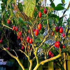 Tamarillo Tree Tomato Seeds Yields 60+lbs of Garden Fruit! Fast Growing Plant