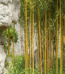50+Golden Bamboo Seeds Yellow Crookstem Bamoo Home Decoration Cold Hardiness USA