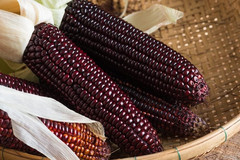 250+ New York Bloody Butcher Corn Seeds ————– NEW CROSS ——— RARE