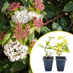 2 Spring Bouquet Viburnum Plants in 3.5″ Cube, Evergreen Flower Shrub (Viburnum)