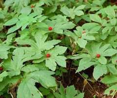Goldenseal 10 Bare Live Roots for Transplant M-XL Size (Hydrastis canadensis)