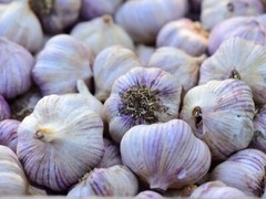 Siberian Garlic ,Whole Garlic Bulbs, Bulbs are ready for eating or planting.