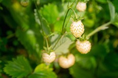 20 ‚ PINEAPPLE CRUSH ‚ STRAWBERRY Everbearing Fragaria Vesca Alpine White Yellow
