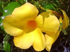 ~~BROWN BUD Allamanda~~Hendersonii Vine Plant Tropical Yellow Big Bell Flower