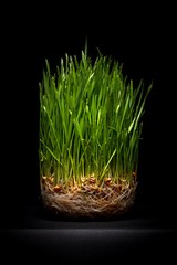 Cat Grass Seeds choose: | Rye Oat Barley Wheat Blend seeds | Free Shipping!