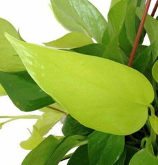 Neon Devil’s Ivy Pothos Live Plant Very Very Easy to Grow Epipremnum – 4″ Pot