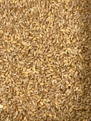 Hard Red Winter Wheat Seeds NON-GMO for planting sprouting fodder storage 5 Lbs