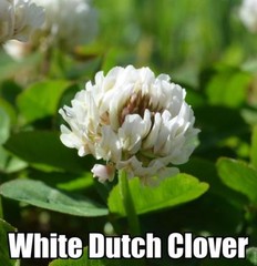 5 Pounds – White Dutch Clover Seed (Non GMO) Coated & Inoculated