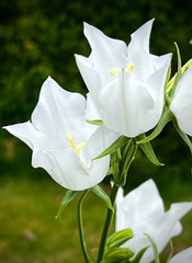 White Bellflower Campanula Persicifolia Perennial Plants Lot 5, Free Shipping