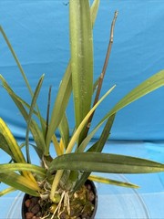 Encyclia alata Fragrant Brown Gold White Yellow Orchid Species 2 Spikes 6” Pot